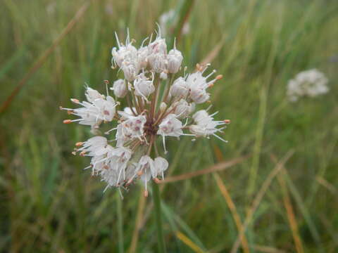 Image of Allium suaveolens Jacq.