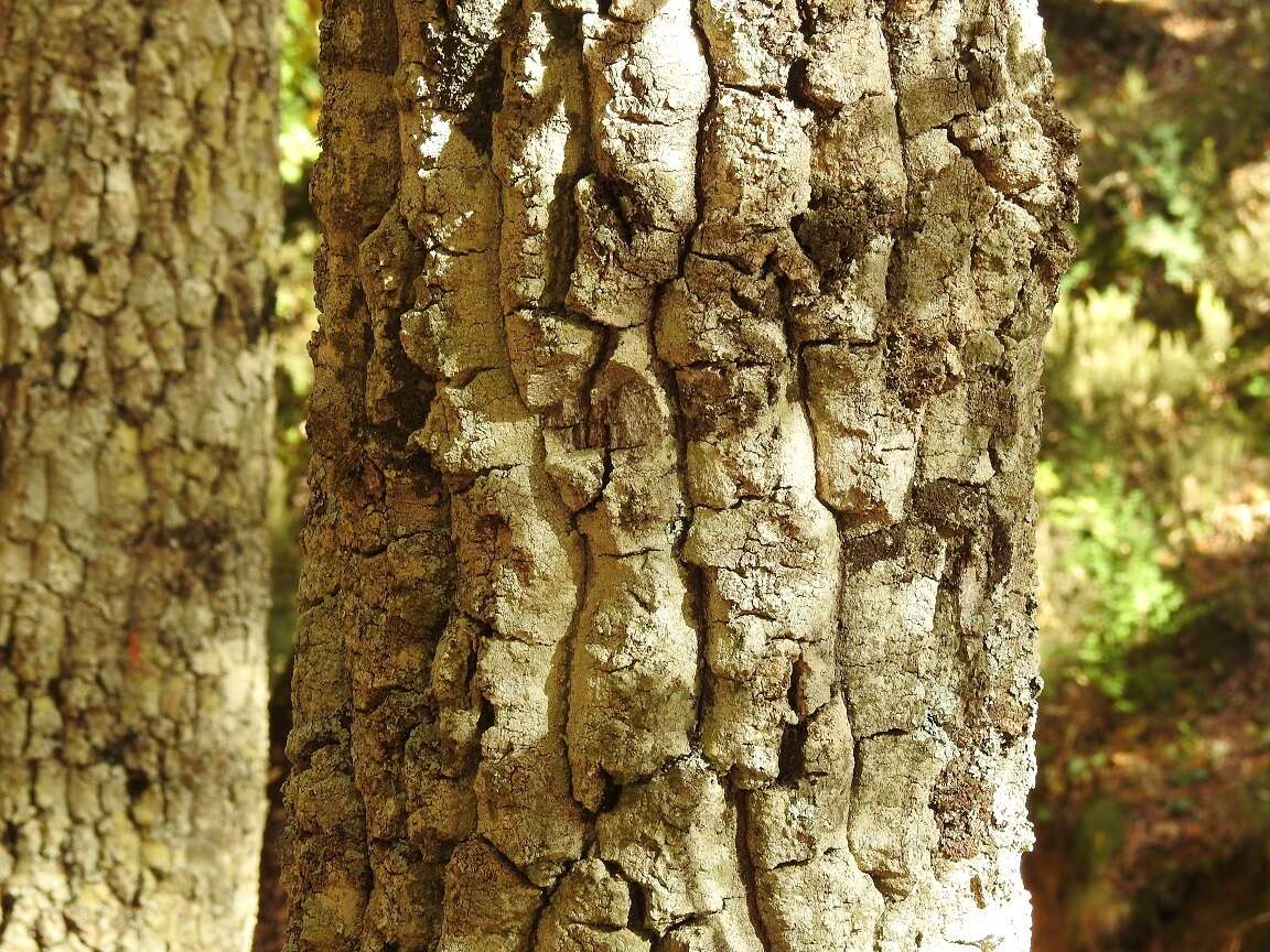 Quercus afares Pomel的圖片