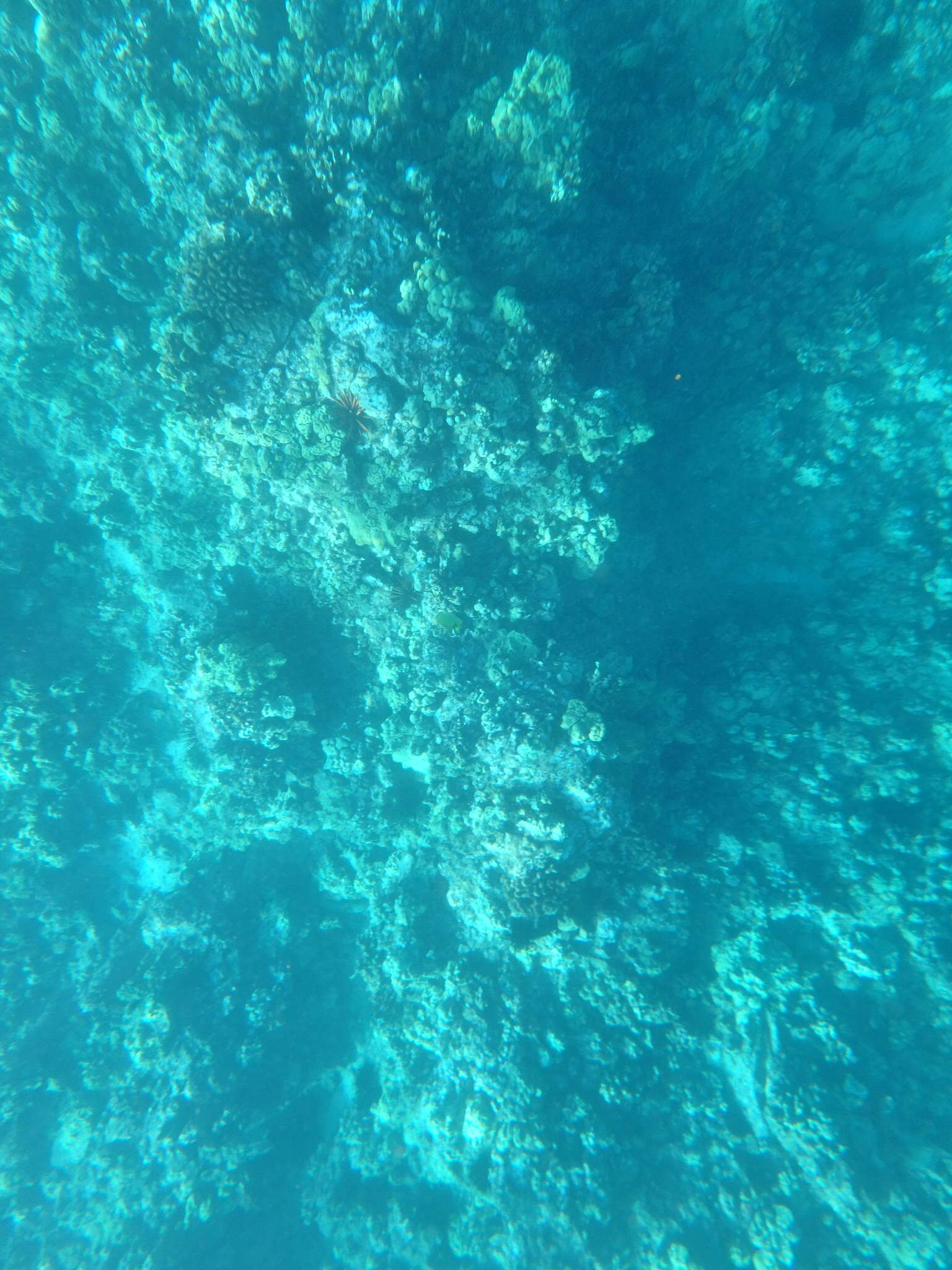 Image of Lemon Butterflyfish