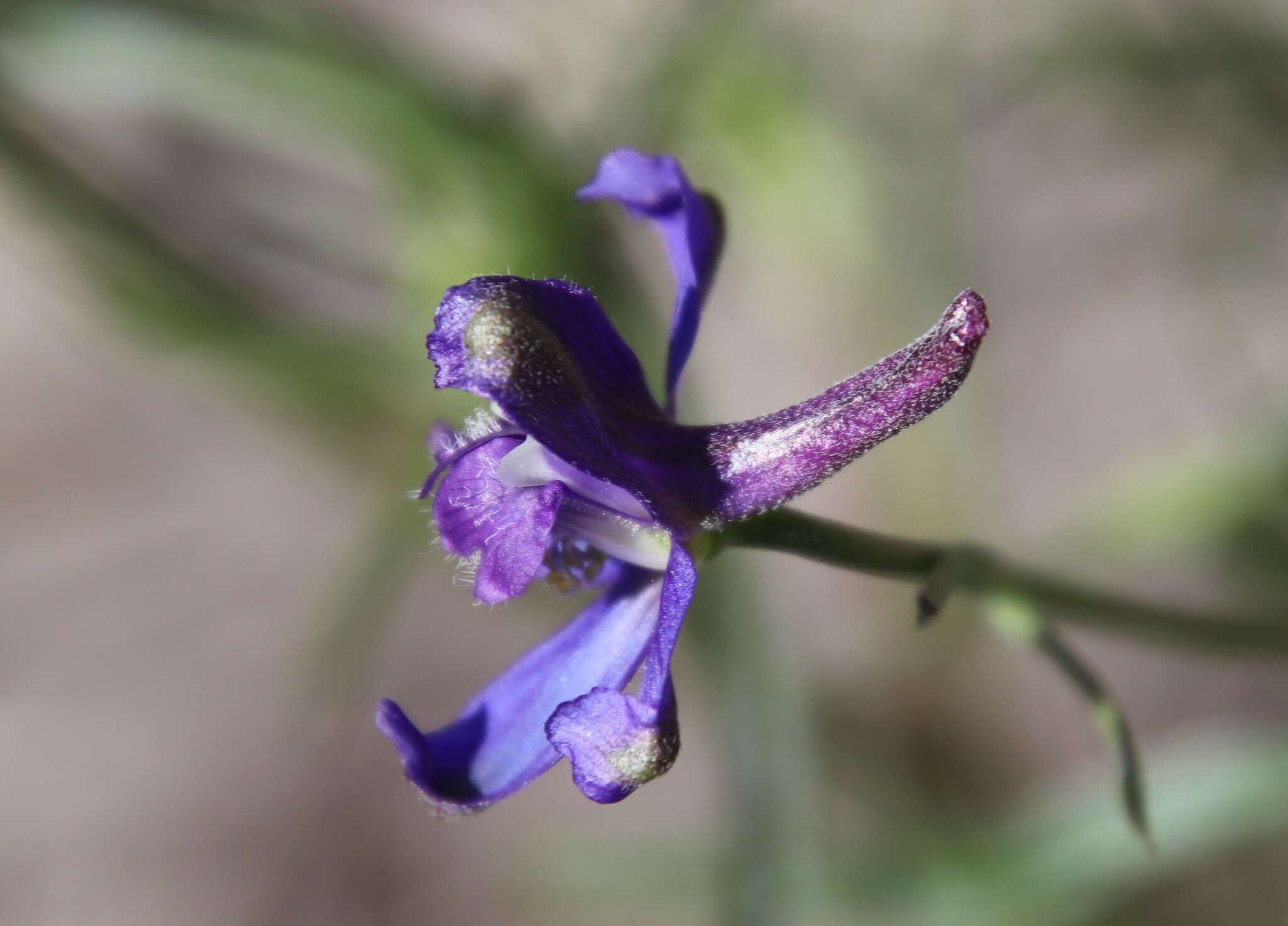 Delphinium patens subsp. hepaticoideum Ewan的圖片