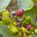 Sivun Guapira graciliflora (Mart. ex J. A. Schmidt) Lundell kuva