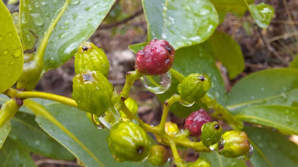 Sivun Guapira graciliflora (Mart. ex J. A. Schmidt) Lundell kuva