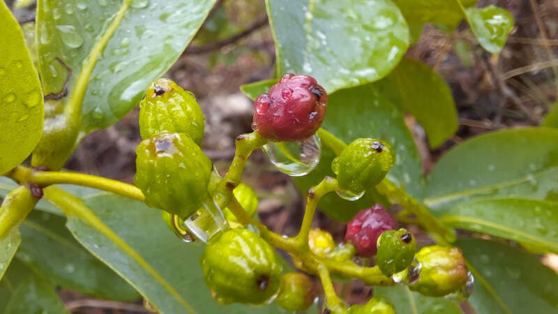 Sivun Guapira graciliflora (Mart. ex J. A. Schmidt) Lundell kuva