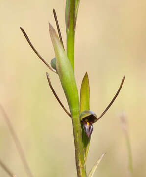 Image of Bird's-mouth orchid