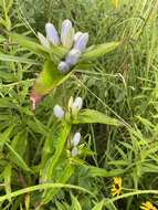 Image of gentian