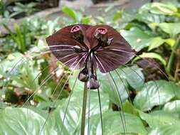 Image of black bat flower