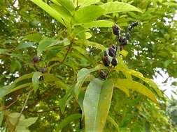 Image de Cratoxylum cochinchinense (Lour.) Bl.