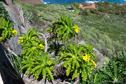 Imagem de Sonchus congestus Willd.