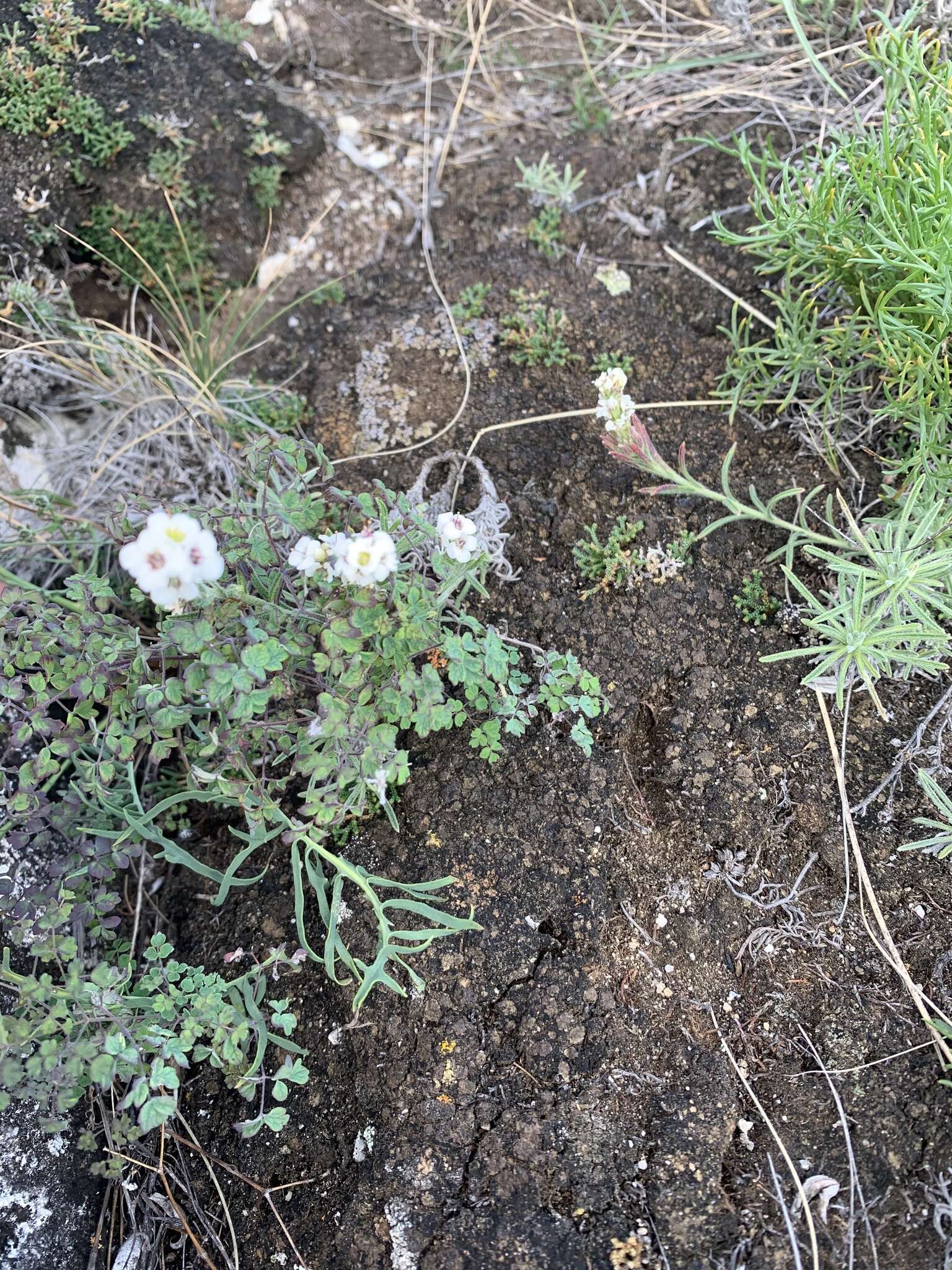 Image of Alyssum tenuifolium Stephan