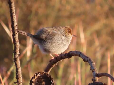 Imagem de Cisticola fulvicapilla silberbauer (Roberts 1919)