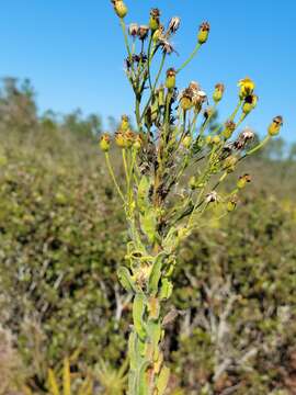 Image of Chrysopsis floridana var. highlandsensis (De Laney & Wunderlin) D. B. Ward