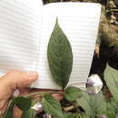 Image of Lycianthes pilifera (Benth.) Bitter