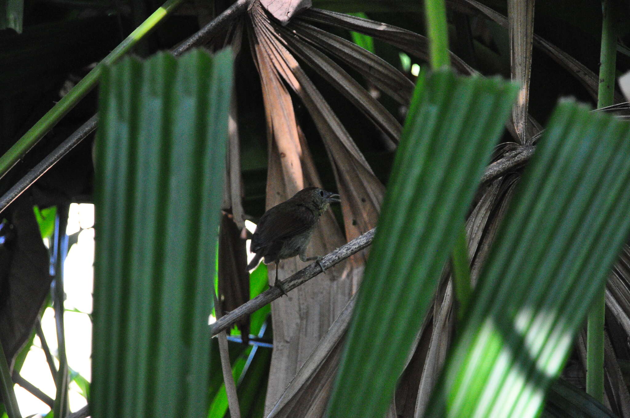 Image of Pin-striped Tit-Babbler