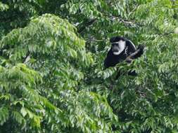 Image of Colobus guereza occidentalis (de Rochebrune 1887)