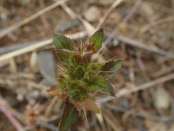 Image of Santa Clara thorn-mint