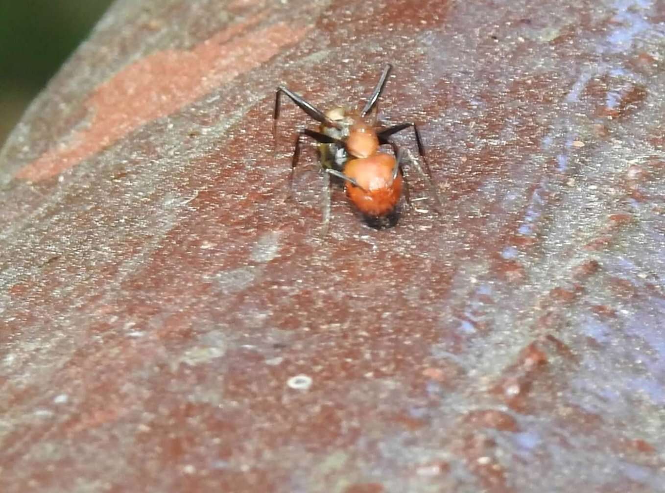 Слика од Camponotus nicobarensis Mayr 1865