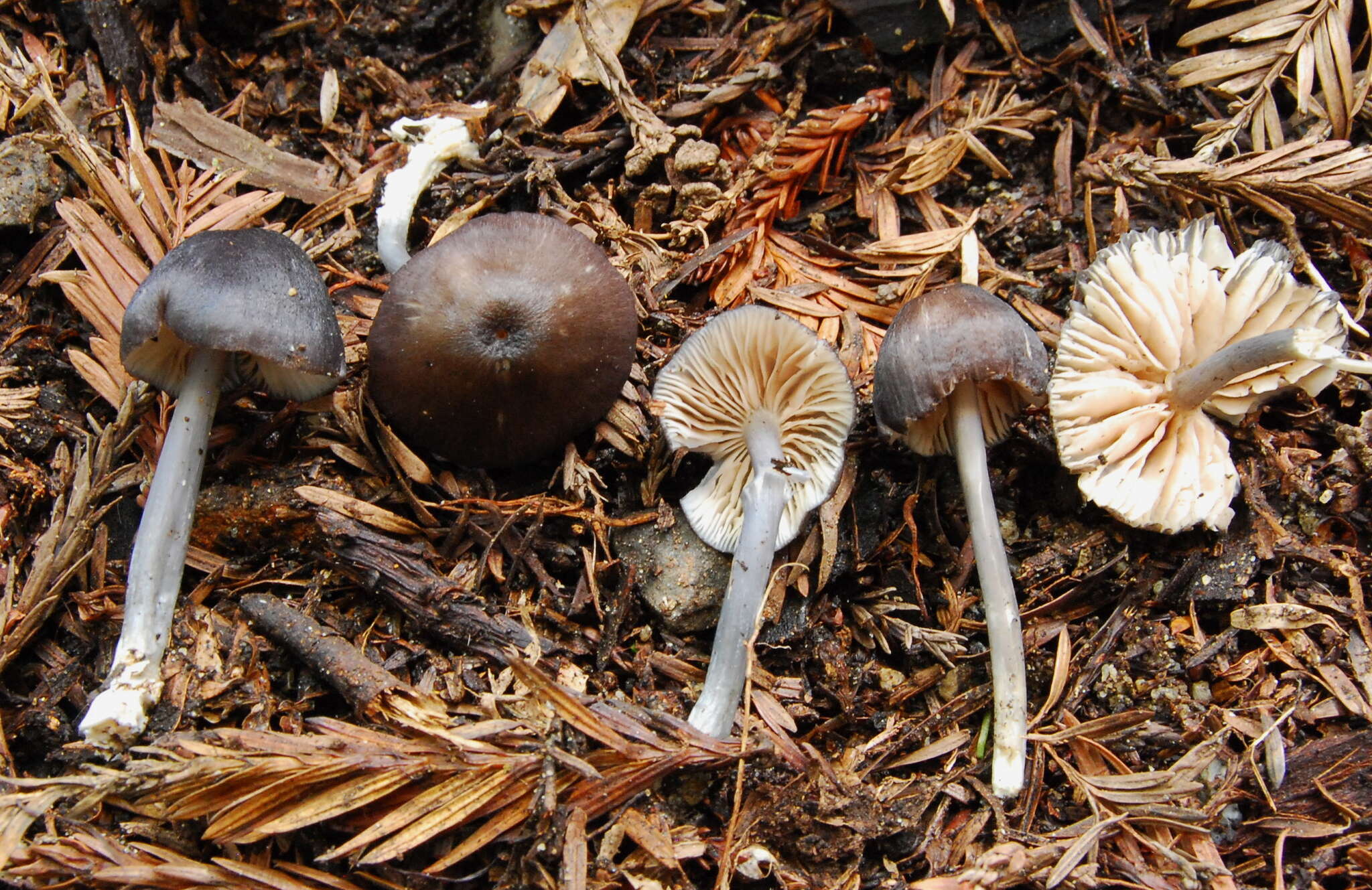 Image of Entoloma parvum (Peck) Hesler 1967