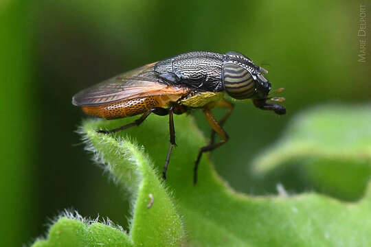 Image of Fly