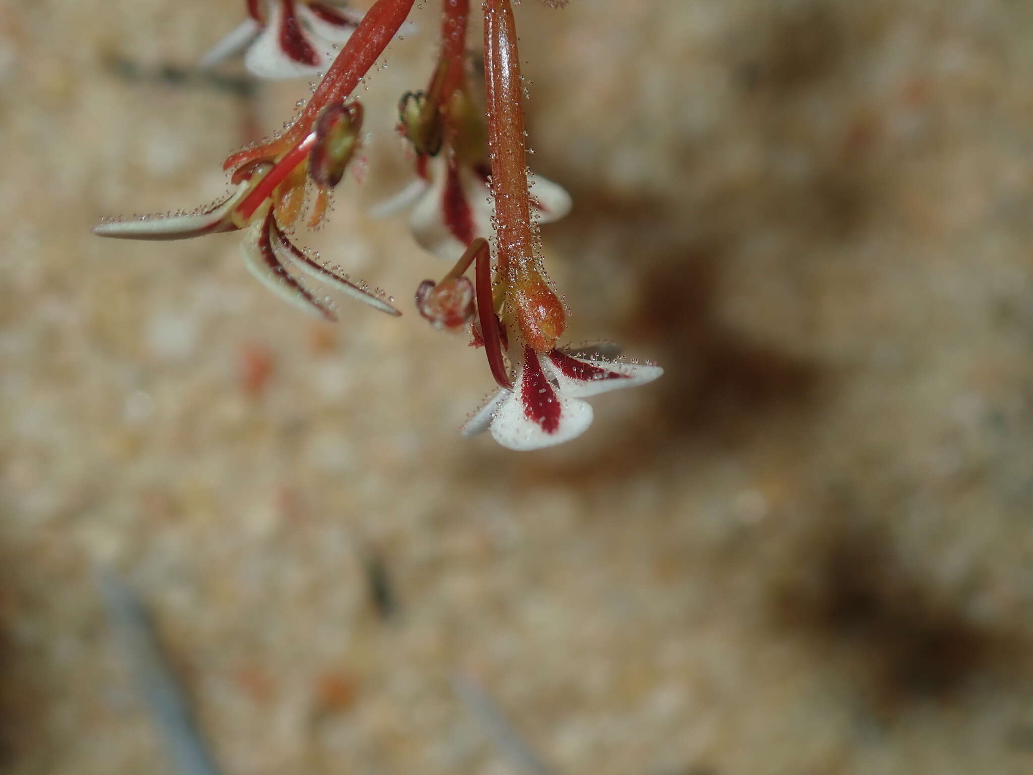 Image of Stylidium kalbarriense A. Lowrie L K. F. Kenneally