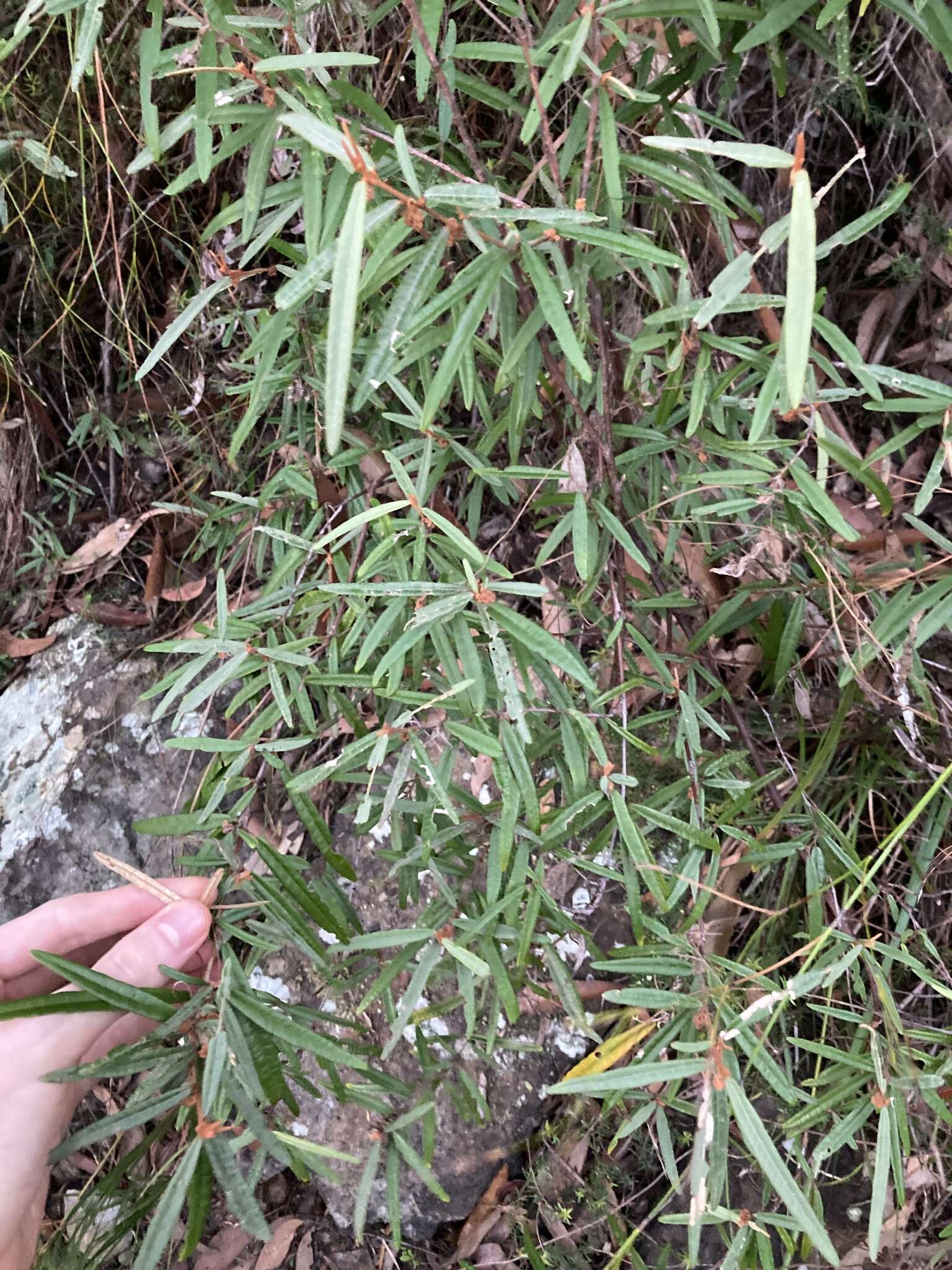 Image of Lasiopetalum ferrugineum Sm.