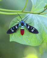 Imagem de Euchromia creusa Linnaeus 1758