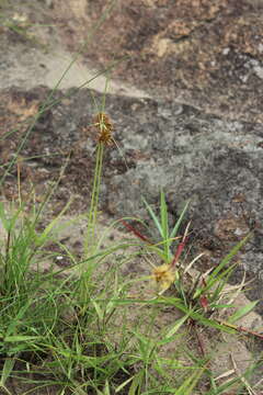 Imagem de Cyperus vestitus Hochst. ex C. Krauss