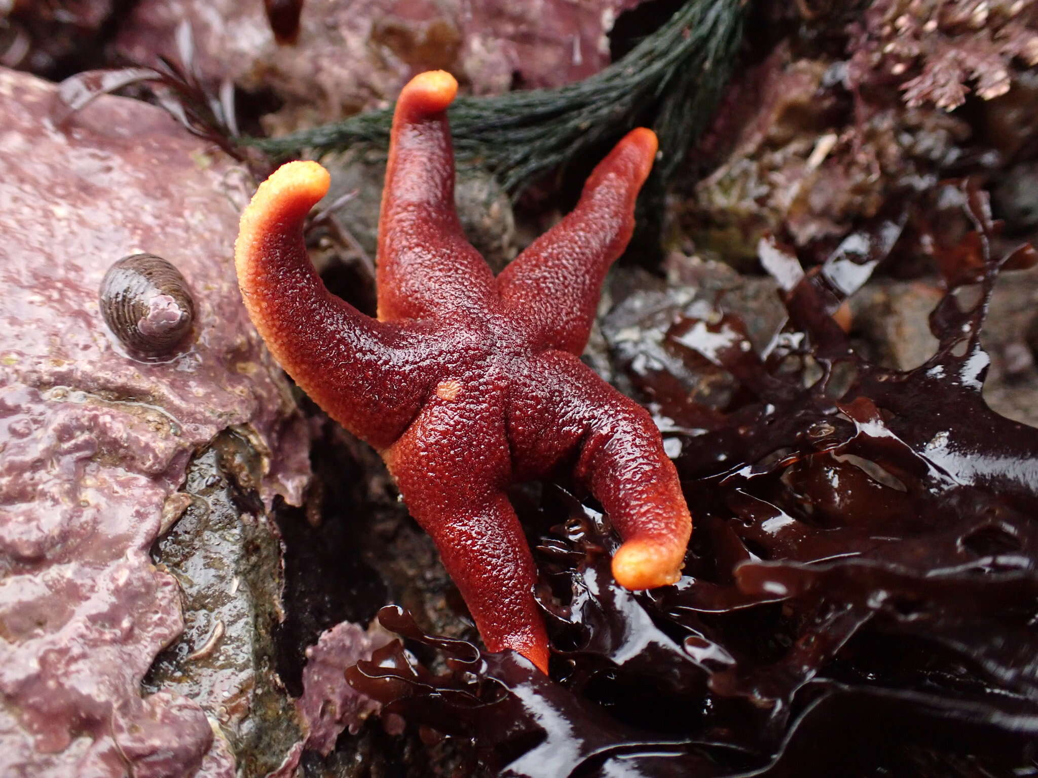 Henricia sanguinolenta (O. F. Müller 1776) resmi