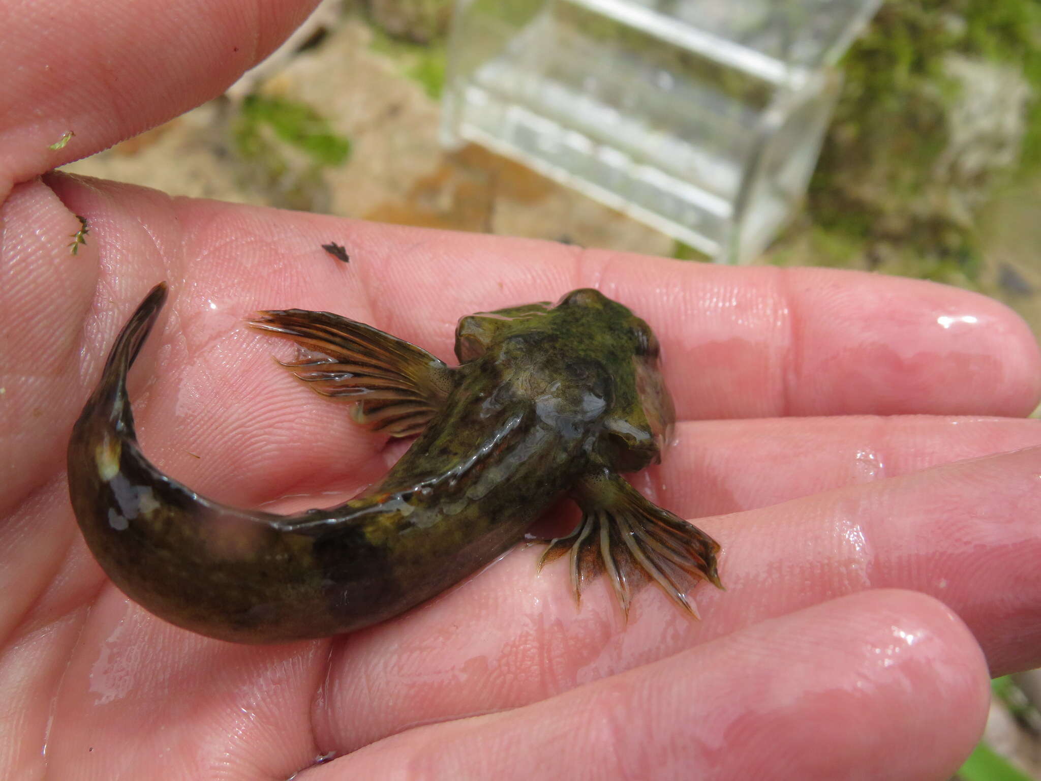 Image of Ozark sculpin