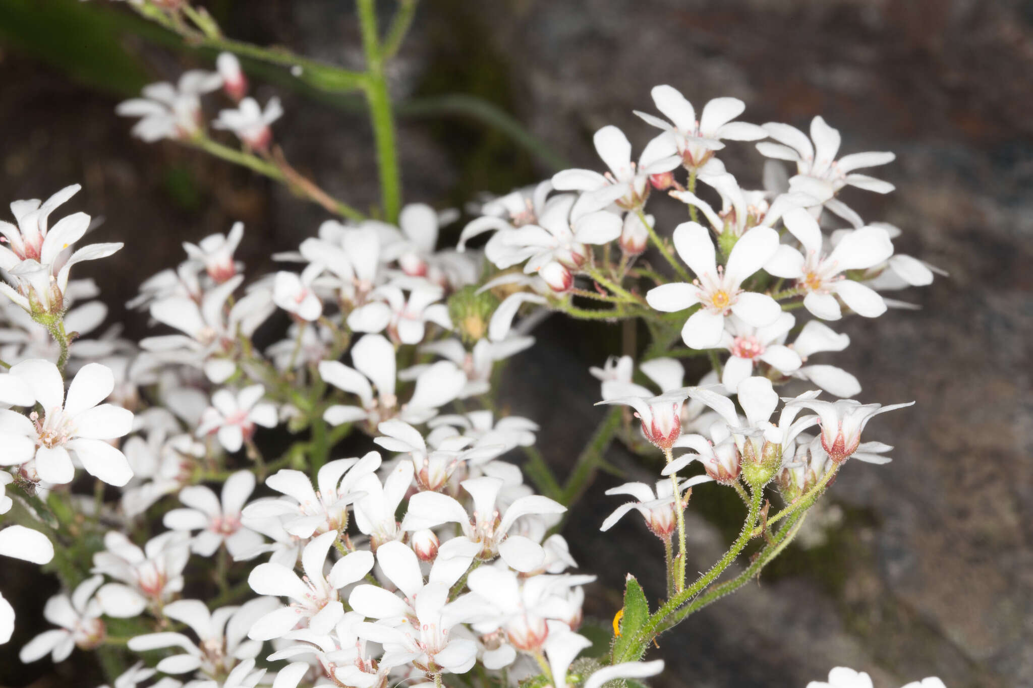 Image de Saxifraga cotyledon L.