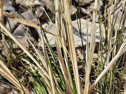 Image of needlegrass