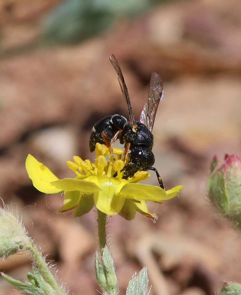 Image de <i>Leptochilus leleji</i> Fateryga & Mokrousov 2019