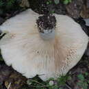 Image of Lactarius aquizonatus Kytöv. 1984