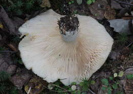 Image of Lactarius aquizonatus Kytöv. 1984