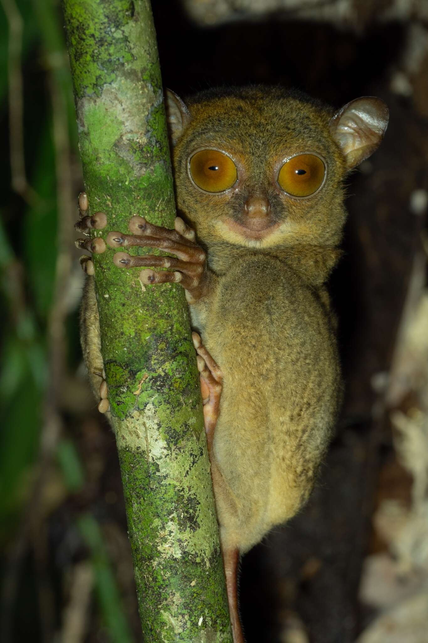 Image de Cephalopachus bancanus borneanus (Elliot 1910)