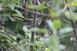 Image of Aberrant Bush Warbler