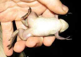 Image of African clawed frog