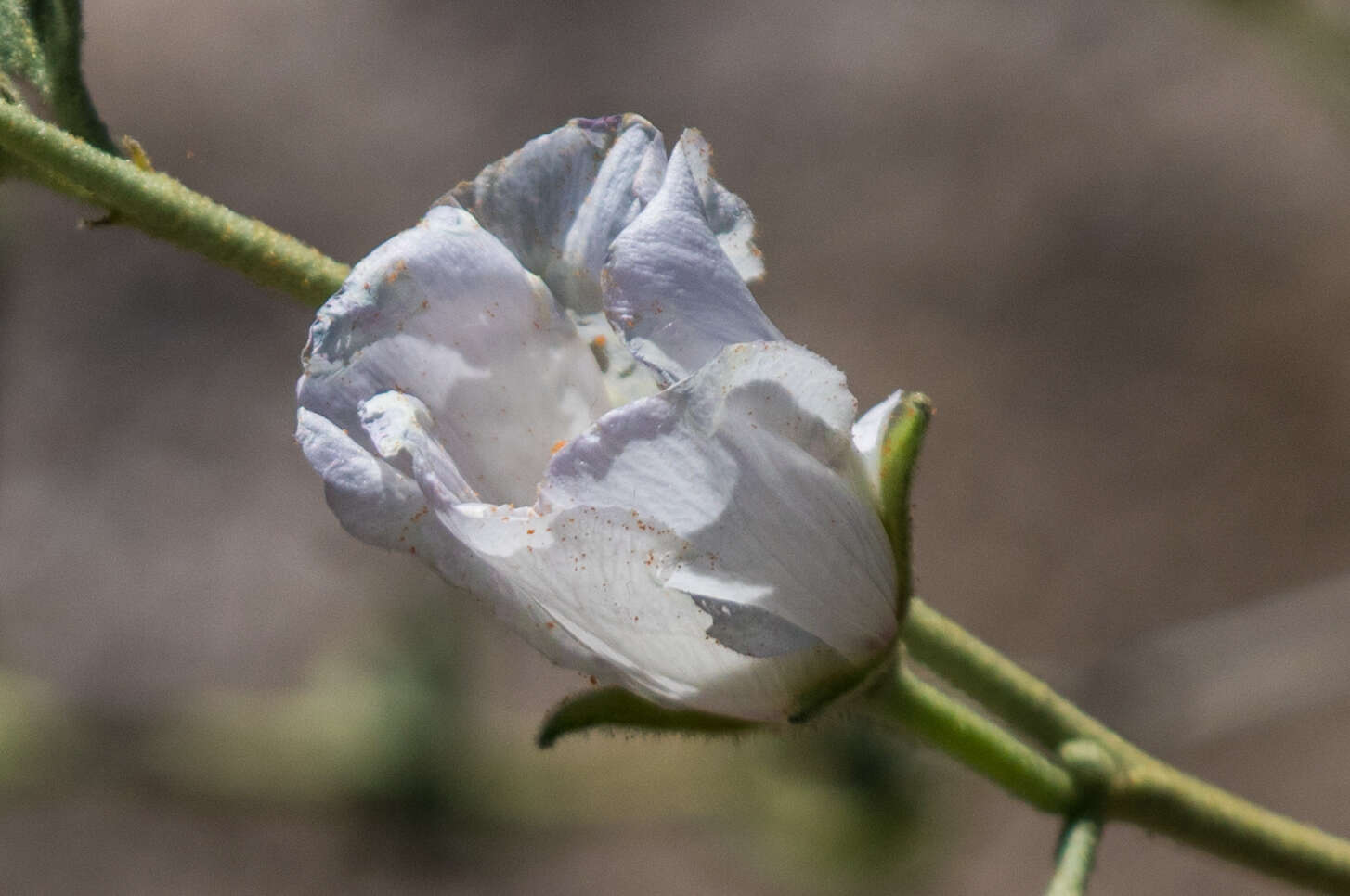 Imagem de Hibiscus denudatus Benth.