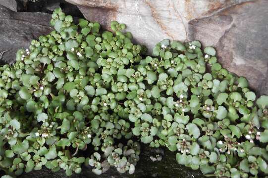 Image of Crassula capensis (L.) Baill.