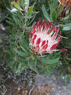 Plancia ëd Protea obtusifolia Buek ex Meissn.