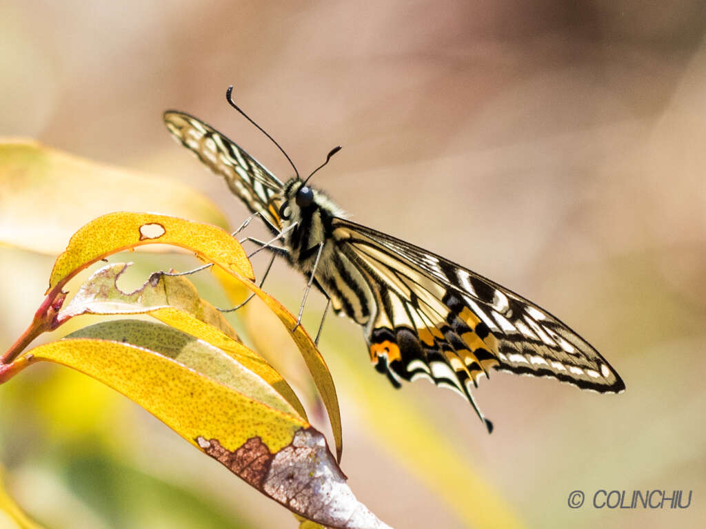 Image of Asian swallowtail