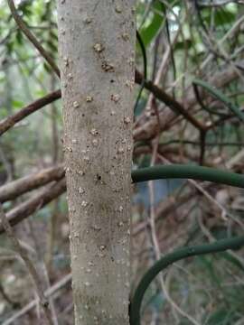 Image de Olea paniculata R. Br.