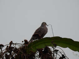 Image of Ecuadorian Ground Dove