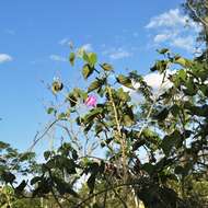 Ipomoea carnea subsp. carnea resmi