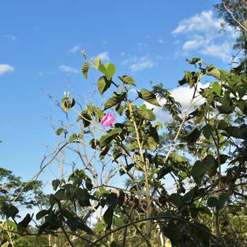 Ipomoea carnea subsp. carnea resmi