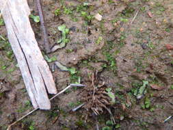 Image of Asterella drummondii (Taylor) R. M. Schust. ex D. G. Long