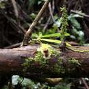 صورة Gastrochilus retrocallus (Hayata) Hayata