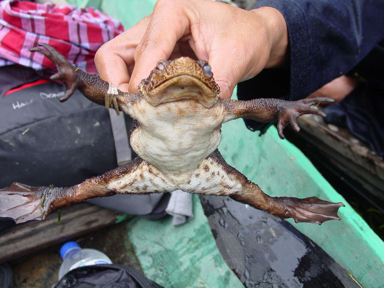 Image of Pseudobufo Tschudi 1838