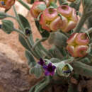 Cynoglossum rugulosum (DC.) Greuter & Burdet resmi