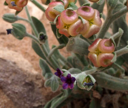 Cynoglossum rugulosum (DC.) Greuter & Burdet resmi