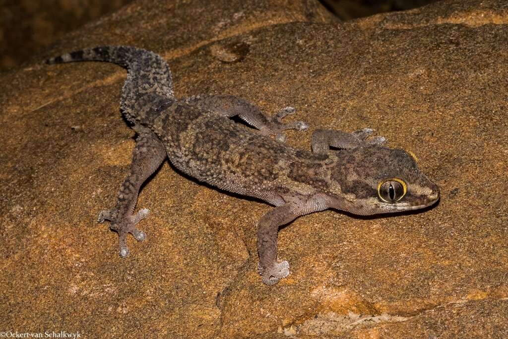 Image of Smith's Thick-toed Gecko